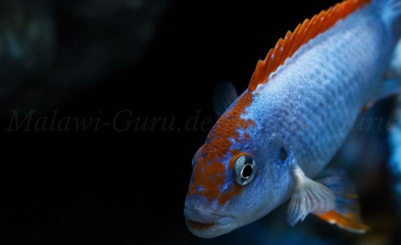 Pseudotropheus sp. 'red top ndumbi' Ndumbi Point